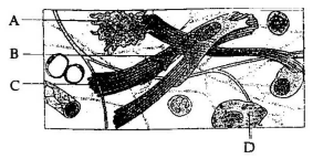 Structural Organisation in Animals mcq question image